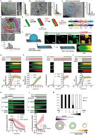 Faldt, character in the road comedy film road trip Vps4 Triggers Sequential Subunit Exchange In Escrt Iii Polymers That Drives Membrane Constriction And Fission Biorxiv