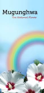 From 1910 to 1945 when korea was annexed by japan, many korean independence fighters used the flower as a symbol of resistance. National Administration National Symbols Of The Republic Of Korea The National Flower Mugunghwa