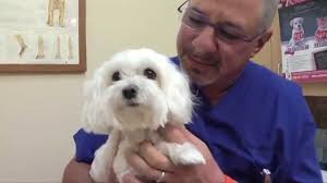 Animal Hospital Testimonials