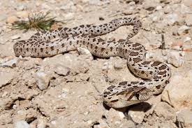 Check spelling or type a new query. Pacific Gopher Snake Wikipedia