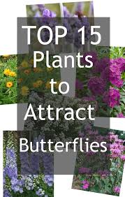Perennials that will attract both birds (especially hummingbirds) and butterflies are jewel weed, red hot poker, columbine, butterfly weed, cypress vine, morning glory, trumpet vine, penstemon, bee balm, foxglove and hollyhock. Butterfly Attracting Plants Rustic Refined