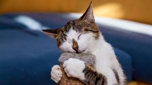 Proteins that are safe for cats. Does Catnip Really Make Cats High Live Science