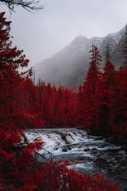 Gorecore is an aesthetic revolving around things such as gore, death, blood, and murder. Pin By Giorgia Bigo On Red Aesthetics Still Life Photography Red Aesthetic Aesthetic Backgrounds