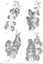 Image result for Cabombaceae