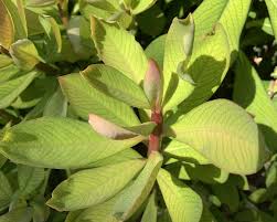 Image result for Euphorbia umbellata