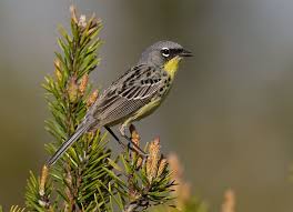 Birds Of Northern Michigan Kirkland Warbler Found Only In Mid And Northern Mi Some Parts Of Wi In The Summer And Jamacia In The Winter Backyard Birds Birds Beautiful Birds