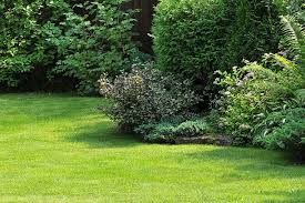 It grows quickly, prunes nicely, and has flowers that lead to fruit clusters that last through the winter. 10 Best Privacy Trees For Your Backyard Tall Trees For Privacy In Your Yard
