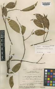 Image result for Anisophyllea