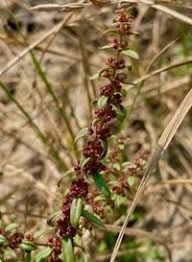 Image result for Ammannia baccifera