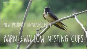 Many have adapted to nesting on the. New Barn Swallow Nesting Cups Youtube