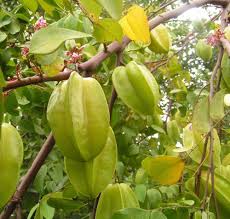Carambola trees are intolerant of constantly windy conditions. Nelesa Gardening Star Fruit Plant Live With Pot Star Fruit Plant Grafted Carambola Fruit Plant Amazon In Garden Outdoors