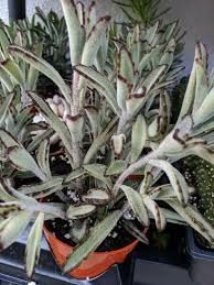 Pin On Garden