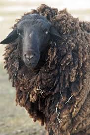 Mouton Sheep Sheep Animals Wild Animals Beautiful