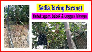 Sketsa dimulai dengan bentuk rangka dari kandang secara utuh yang disesuaikan dengan ukuran kandang yang ingin dibuat. Membuat Kandang Ayam Kampung Super Lebih Praktis Menggunakan Jaring Kandang Ayam Sebagai Pengganti Jaring Kawat Atau Bambu
