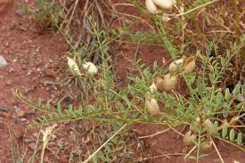Image result for Astragalus atropilosulus