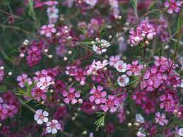 Chamelaucium Full Sun 6ft Wax Flowers Flowers Plants