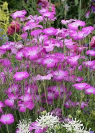 We did not find results for: Agrostemma Githago Milas From Annies Annuals Beautiful Pink Flowers Flower Seeds Beautiful Flowers