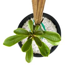 Image result for Euphorbia dedzana