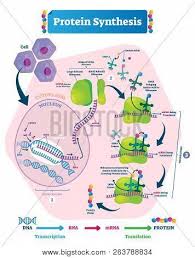Protein Synthesis Vector Illustration Labeled Transcription And Translation Steps Diagram With F Transcription And Translation Protein Synthesis Transcription