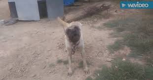 Kangal Kopegi Havlamasi Kopek Urmesi Vahsi Hircin Kopek Havlamasi Kopek Sesleri Videolari Izlesene Com