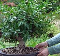 DIY: Ficus Bonsai - Bonsai Empire