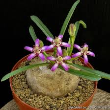 Image result for Raphionacme