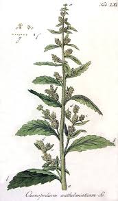 Image result for Dysphania schraderiana