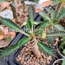Image result for Dorstenia schliebenii