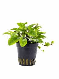 Image result for Ranalisma