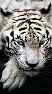 Feel free to send us your own. Siberian White Tiger 4k Wallpapers Wallpaper Cave