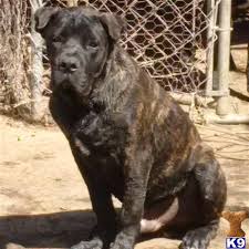 Here are some similar american bandogge mastiff puppies you might be interested in. American Bandogge Mastiff Puppy For Sale Duke 4 Years Old