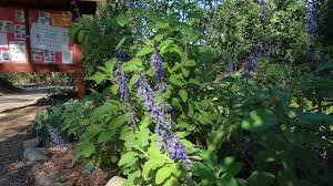 Image result for Coleus barbatus