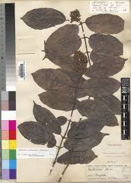 Image result for Motandra paniculata