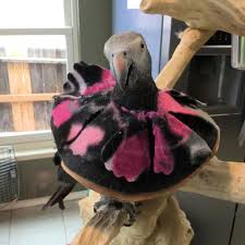Birds Be Safe Collar Does Your Bird Have Lesions Or Surgical Areas That Need To Be Protected Get A Leather Bird E Collar With Fleece Chewing Fun To Protec Parrot Bird Bird Collar
