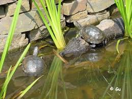 In zoos und tierhandlungen sieht man häufig, dass wasserschildkröten im teich gehalten werden. Der Schildkrotenteich Freilandanlagen Fur Wasser Und Sumpfschildkroten