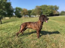 Image result for anglický barvář