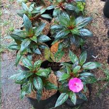 Bunga alstroemeria bisa menjadi salah satu bunga yang cocok untuk si dia. Jual Bibit Bunga Pacar Air India Pink Agro Bibit Id