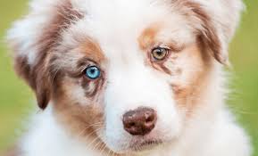 Maybe you would like to learn more about one of these? Why Do Some Dogs Have Two Different Colored Eyes Cesar S Way