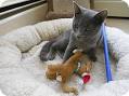 - Texas Russian Blue Rescue - ADOPTIONS - Rescue Me!