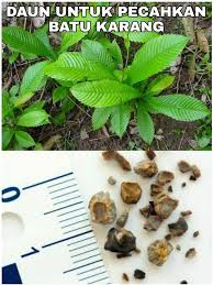 Dikatakan tiada ubat bagi merawat batu karang melainkan pembedahan. Pesan Bonda Cara Mudah Hancurkan Batu Karang Dengan Facebook