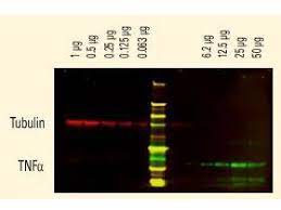 By immunoelectrophoresis and elisa this antibody reacts specifically with human igg and with light chains common to other human immunoglobulins. Human Igg H L Antibody Dylight 800 Conjugated 609 145 002