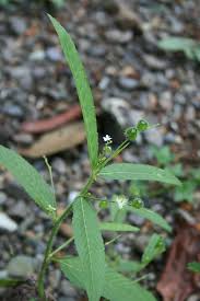 Image result for Caperonia fistulosa