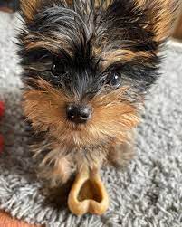 Yorkie Puppies For Sale Yorkie Puppy For Sale Yorkie Puppy Yorkie