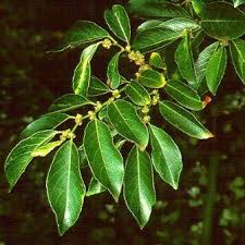 Image result for Bridelia micrantha