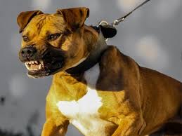 Un chien agressif est caractérisée par l'hostilité, la brusquerie, la tendance à s'opposer et la disposition à attaquer. Eduquer Mon Chien Peureux Et Agressif