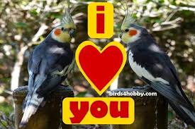 هواية الطيور birds4hobby طيور الكروان تغريد ذكر طائر الكوكتيل لتزاوج لتحفيز cockatiel birds animals