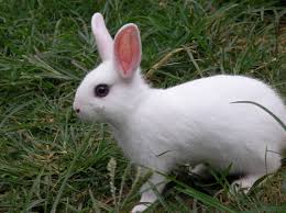 Image result for RABBIT