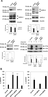 Naquela época, uma onda de nostalgia tentava resgatar a. Clioquinol Increases The Expression Of Interleukin 8 By Down Regulating Gata 2 And Gata 3 Sciencedirect