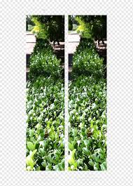 Yaprak Bahce Groundcover Yaprak Dokmeyen Cali Yaprak Cimen Sac Ekimi Cicek Png Pngwing
