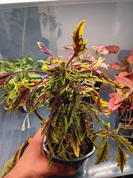 Image result for Coleus rhodesianum